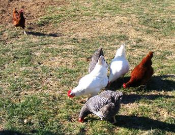 chickens.jpg